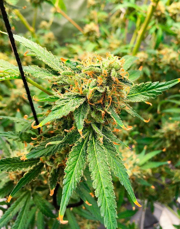 Увеличение производства трихом и оценка развития почек Ускорение роста шишек с помощью дополнительных ингредиентов