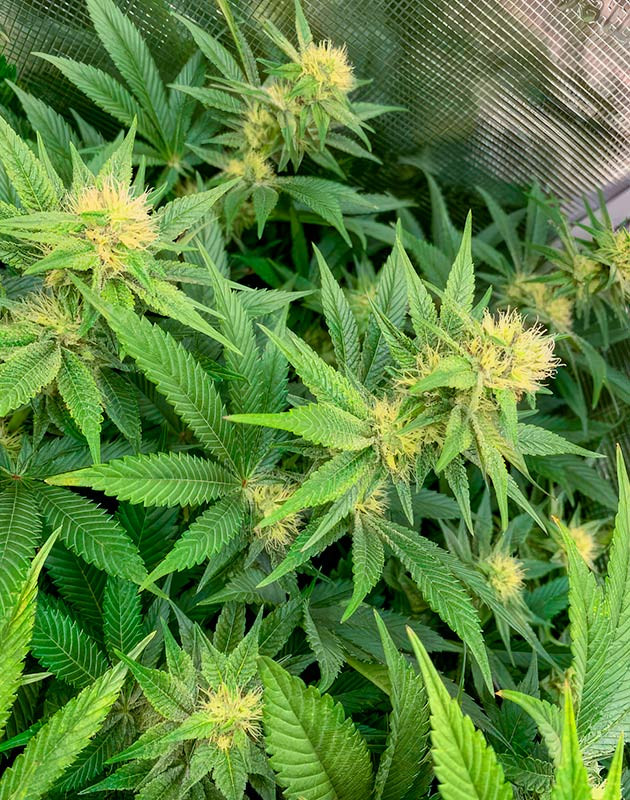 Здоровый рост RS 11 x Banana OG с активным образованием смолы и оптимальной подкормкой Каннабис на 8 неделе роста