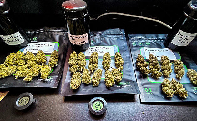 Общие впечатления о грове сорта Marshmallow OG Собранные шишки конопли