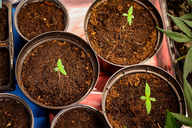 Ростки Runtz Auto от сидбанка Barney's Farm