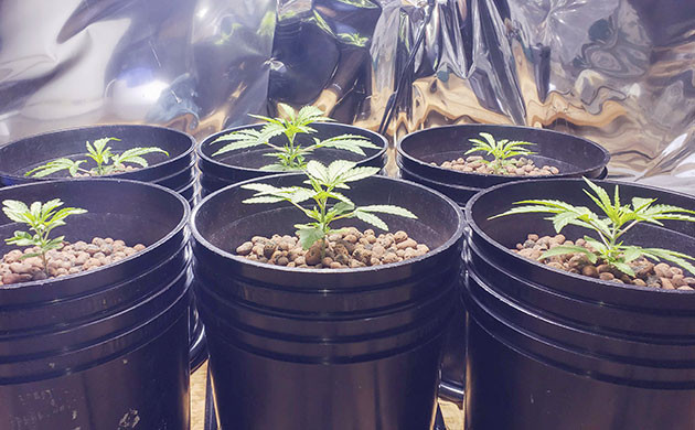 Поддержание влажности и температуры для Mimosa Shot Добавление увлажнителя при выращивании Мимоза Шот