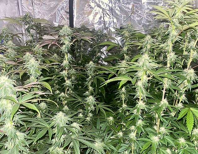 Остановка вытягивания на 92 см Увеличение размеров бутонов Notorious THC