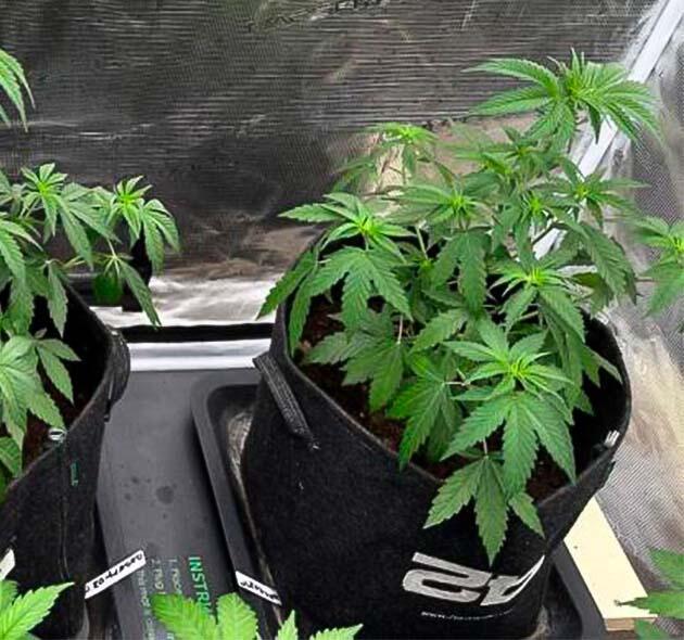 Марихуана на 4 неделе роста