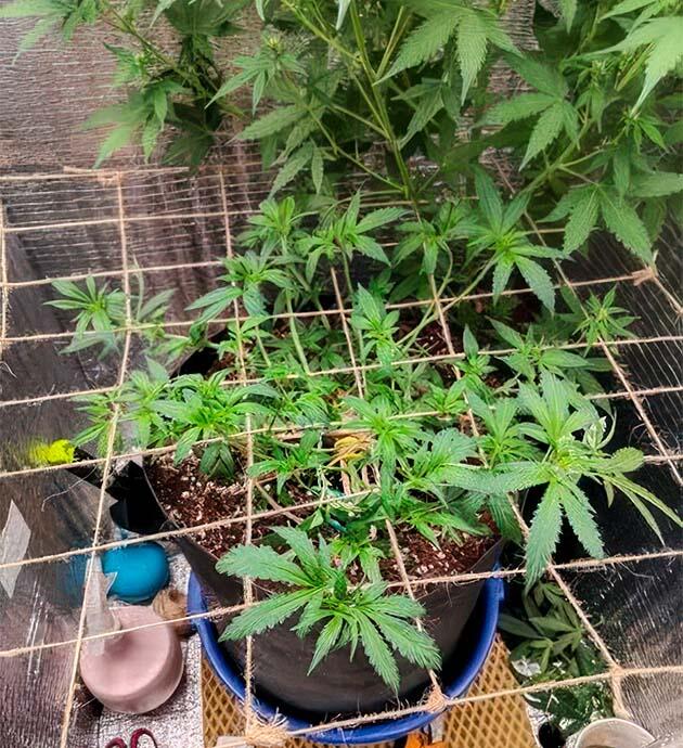 Куст Astral от сидбанка Семяныч на 7-8 неделе выращивания