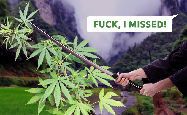 Случайный срез верхушки конопли