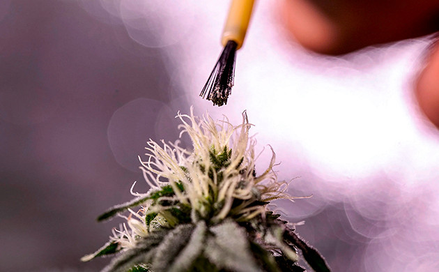 Генетика сортов марихуаны F1