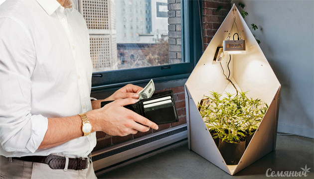 Стоимость выращивания конопли в закрытом грунте Стоимость выращивания марихуаны