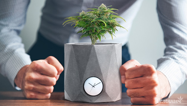 Почему мало урожая у автоцветущего сорта марихуаны