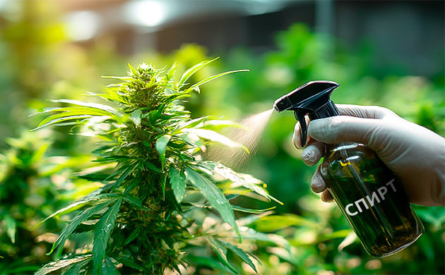 Спиртовой раствор против вредителей конопли