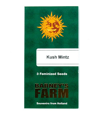 Kush Mintz fem (Barney's Farm)