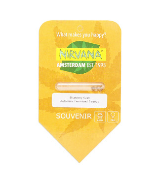 Blueberry Kush Automatic fem (Nirvana Seeds)