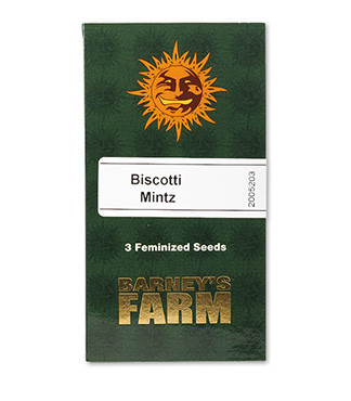 Biscotti Mintz fem (Barney's Farm)