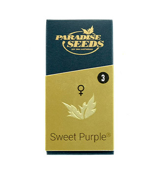 Sweet Purple fem (Paradise Seeds)