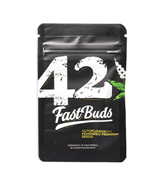 Bruce Banner Auto fem (FastBuds)