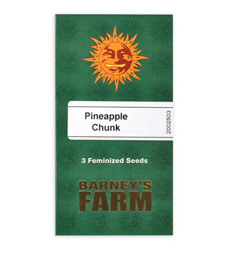 Pineapple Chunk fem (Barney's Farm)
