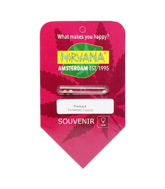 BlackJack fem (Nirvana Seeds)