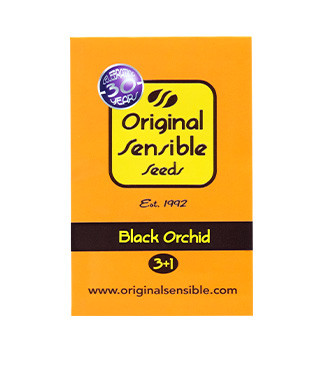 Black Orchid fem (Original Sensible Seeds)