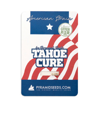 Tahoe Cure fem (Pyramid Seeds)