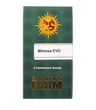 Mimosa Evo fem (Barney's Farm)