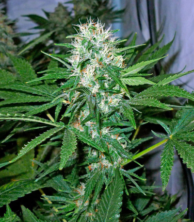 Семена сорта AK-47 fem (Serious Seeds)