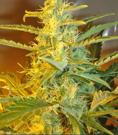 Семена сорта Himalaya Gold fem (Семяныч)