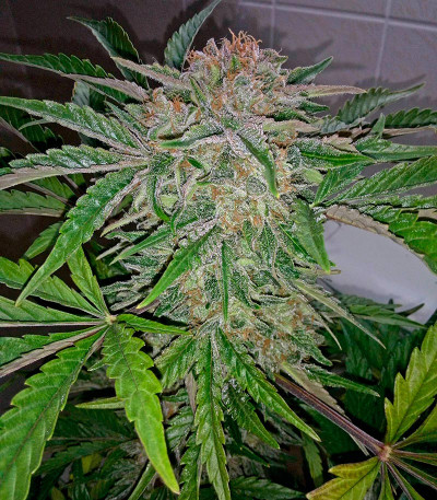 Семена сорта Industrial Plant Autoflowering CBD fem