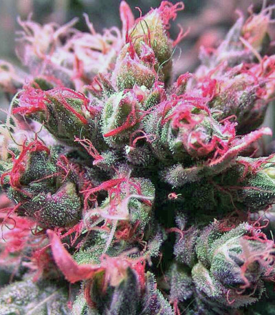 Семена сорта Master kush reg (Dutch Passion)