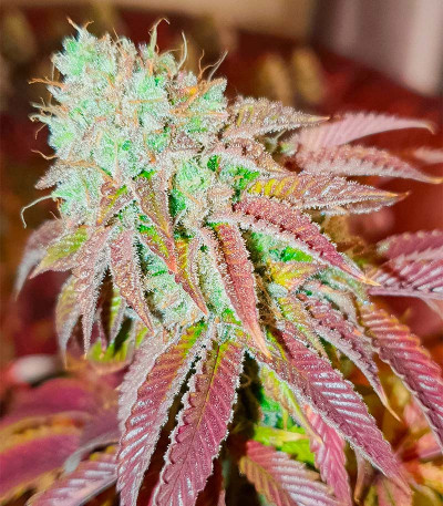 Семена сорта Jungle Breath fem (7CH American)