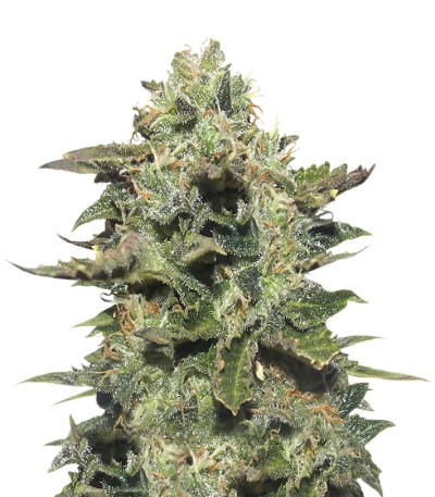 Семена сорта Original Siberian auto fem (Russian Genetic)
