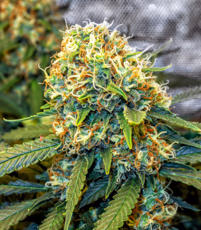 Семена сорта T-34 fem (Семяныч)