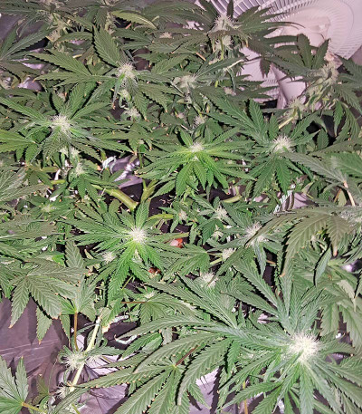 Семена сорта Afghan Kush X Black Domina fem (World of Seeds)