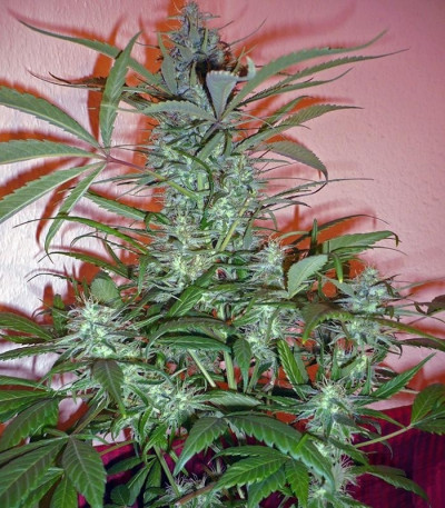 Семена сорта C13 Haze reg