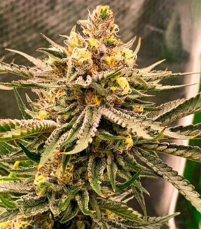 Семена сорта Dolly Kush fem (Dr. Krippling Seeds)