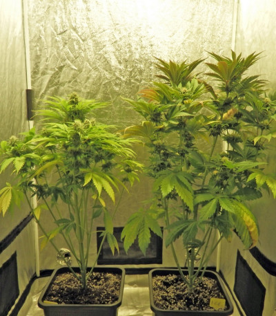 Семена сорта Ice fem (Royal Queen Seeds)