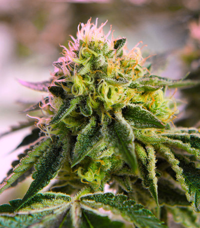 Семена сорта RS 11 x Banana OG fem от Barney's Farm