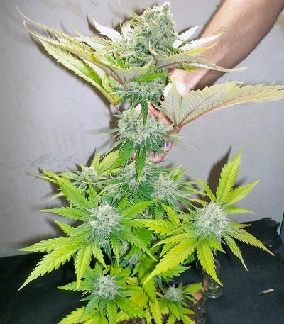 Семена сорта Atomical Haze fem (Paradise Seeds)