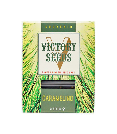 Семена сорта Caramelino fem (Victory Seeds)