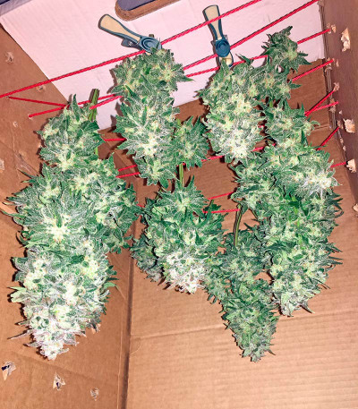 Семена сорта Haze XXL Autoflowering fem