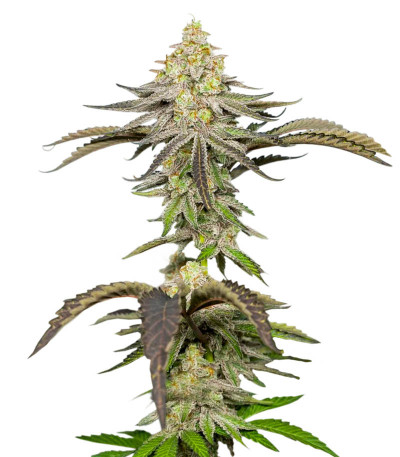 Семена сорта Miracle Alien Cookies fem (7CH American)