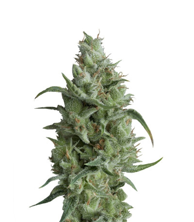 Семена сорта Super OG Kush fem (Pyramid Seeds)