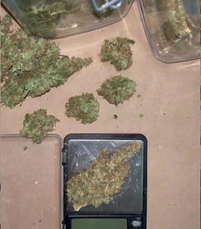 Семена сорта Devotchka Auto fem (Doctor’s Choice)