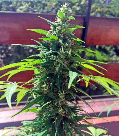 Семена сорта Critical + Autoflowering fem (Dinafem Seeds)