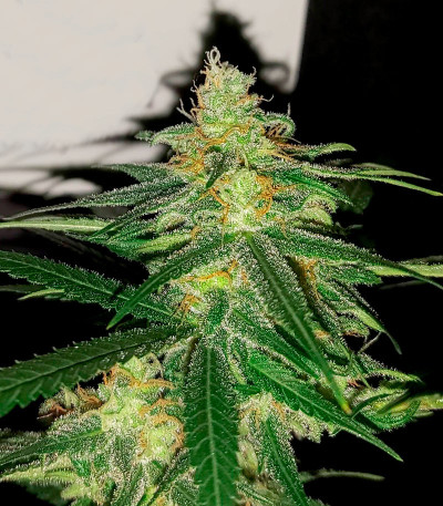 Семена сорта Fast Flowering Green Crack fem (Humboldt Seeds)
