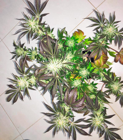 Семена сорта White Rhino fem (Nirvana Seeds)