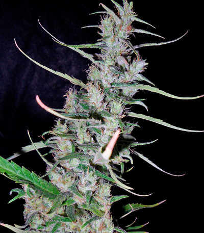 Семена сорта Hawaiian Snow fem (Green House Seeds)