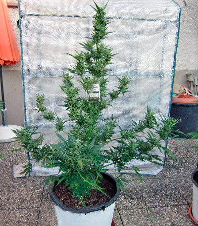 Семена сорта PolarLight #3 Auto fem