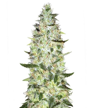 Семена сорта Auto Super Skunk fem (Bulk Seed Bank)