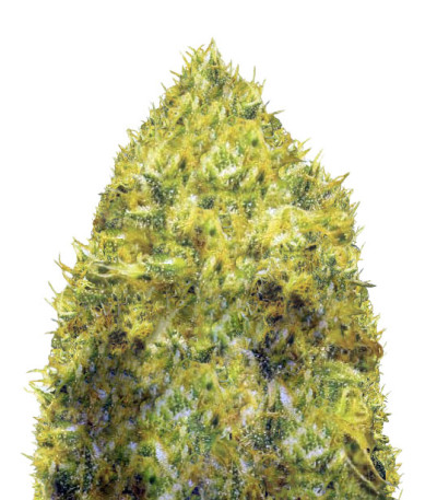 Семена сорта Blow Dream fem (Victory Seeds)