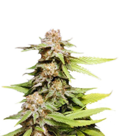 Семена сорта Kannabia Special Max Auto fem