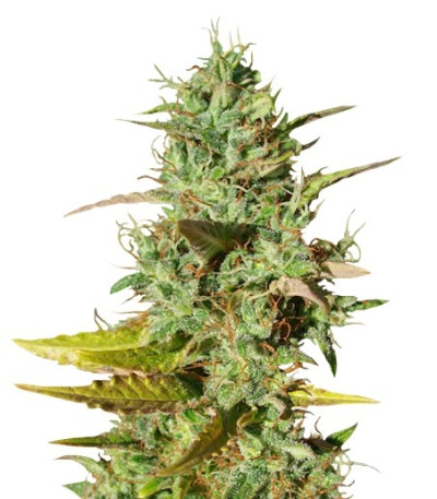 Семена сорта Mazar reg (Dutch Passion)